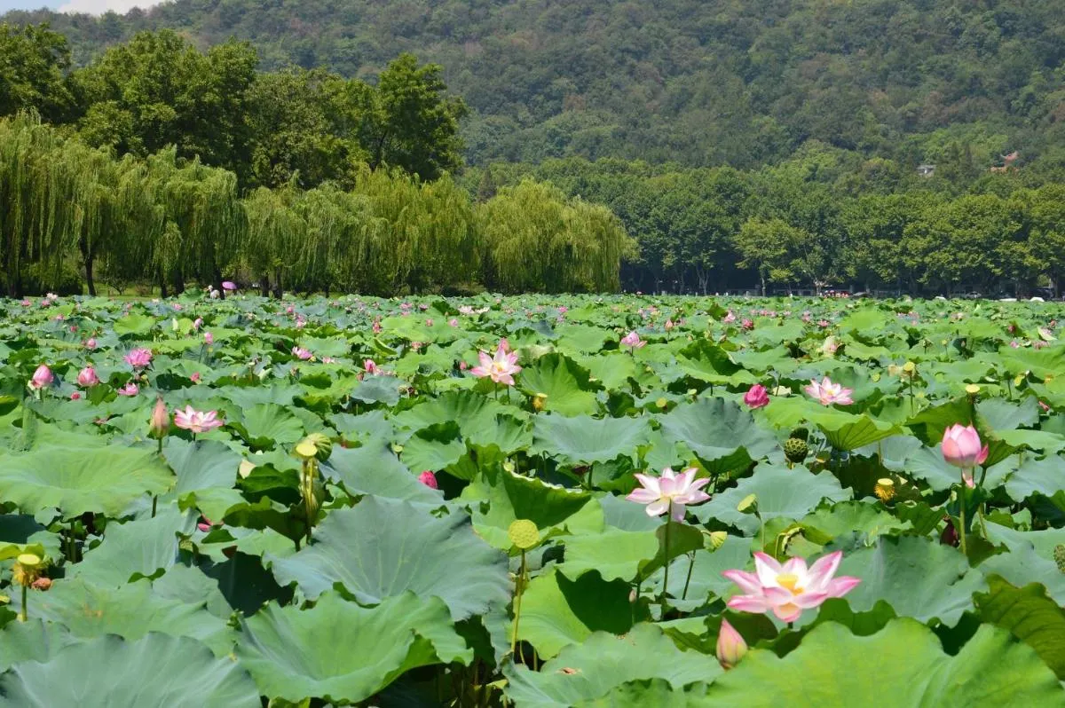 Image 6 of Nostalgia S Hotel Hangzhou West Lake & Hefang Old Street 时光漫步S酒店杭州西湖湖滨河坊街店 Free fresh ground coffee,Free laundry service