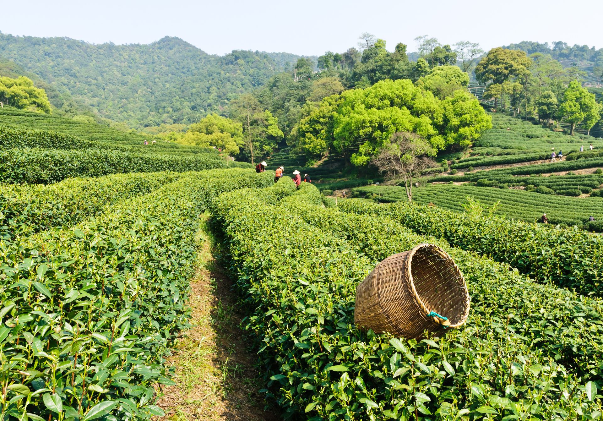 Longjing Tea Plantations