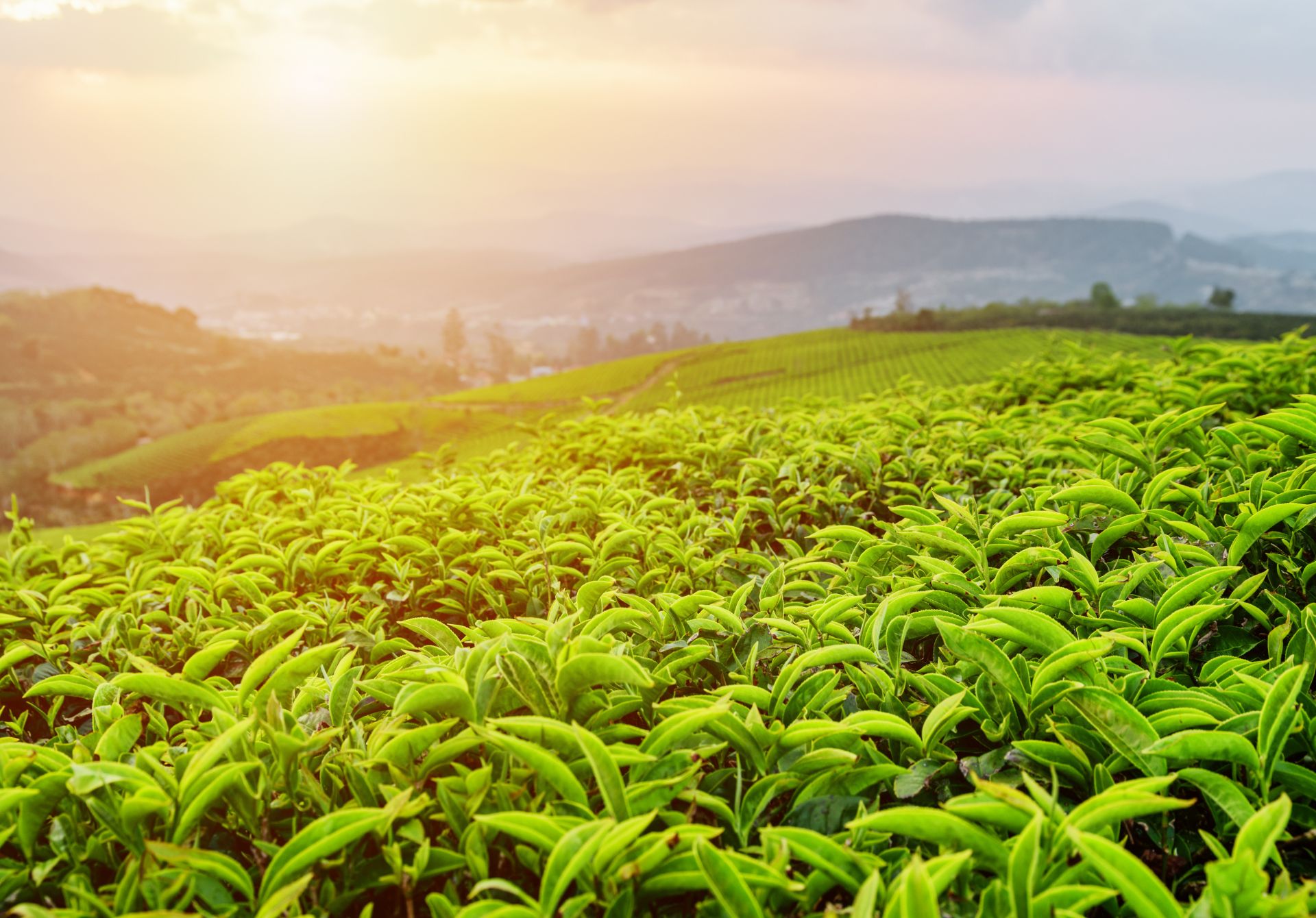 Tea plantation tours